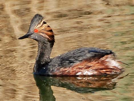 Eared Grebe (Podiceps nigricollis)