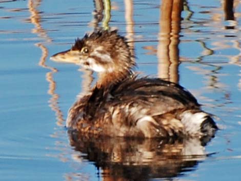 Pied-billed Grebe (Podilymbus podiceps)