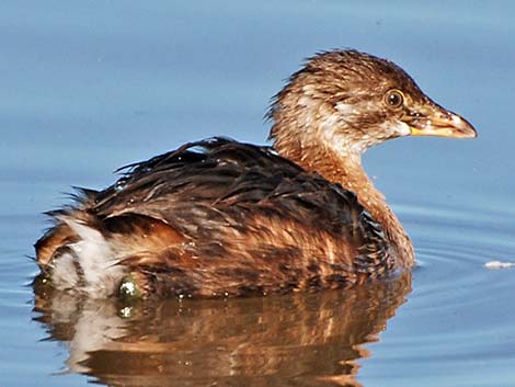 Pied-billed Grebe (Podilymbus podiceps)