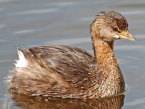 Pied-billed Grebe (Podilymbus podiceps)