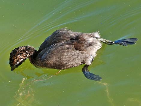 Pied-billed Grebe (Podilymbus podiceps)