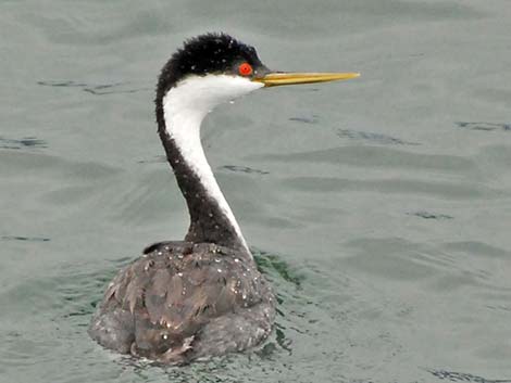 Western Grebe (Aechmophorus occidentalis)