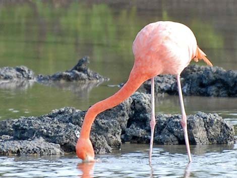 American Flamingo (Phoenicopterus ruber)