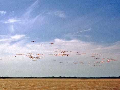 American Flamingo (Phoenicopterus ruber)