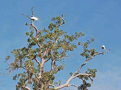 Wood Stork (Mycteria americana)