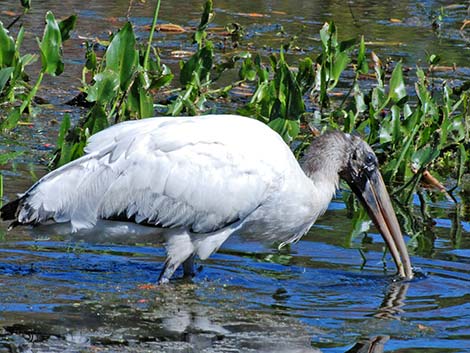 Wood Stork (Mycteria americana)