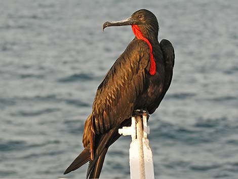 Magnificent Frigatebird (Fregata magnificens)