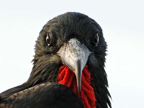 Magnificent Frigatebird (Fregata magnificens)