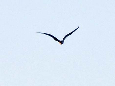 Magnificent Frigatebird (Fregata magnificens)