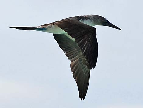 Blue-footed Booby (Sula nebouxii)