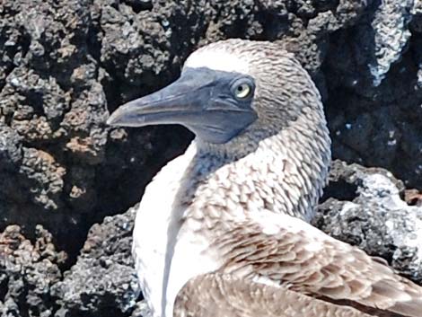 Blue-footed Booby (Sula nebouxii)