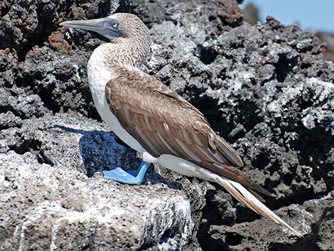 Blue-footed Booby (Sula nebouxii)