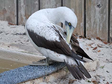 Northern Gannet (Morus bassanus)