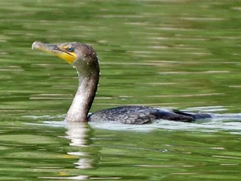 Double-crested Cormorant (Phalacrocorax auritus)