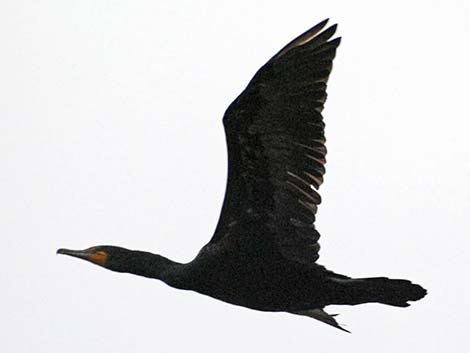 Double-crested Cormorant (Phalacrocorax auritus)