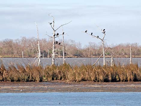 Double-crested Cormorant (Phalacrocorax auritus)