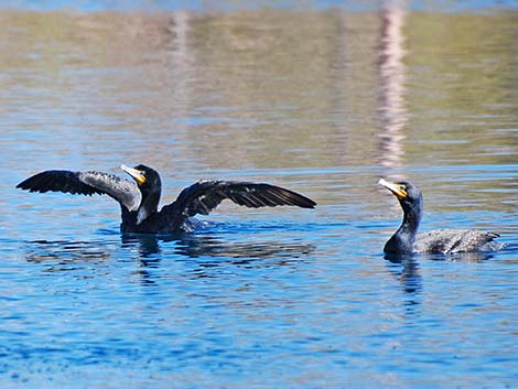 Double-crested Cormorant (Phalacrocorax auritus)