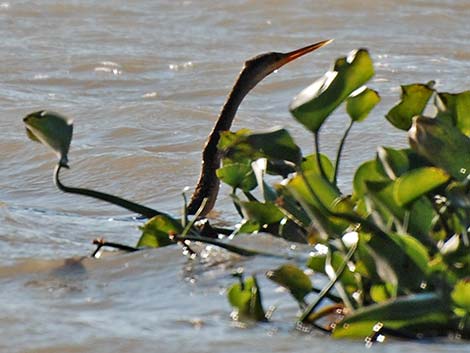 Anhinga (Anhinga anhinga)