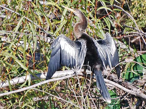 Anhinga (Anhinga anhinga)