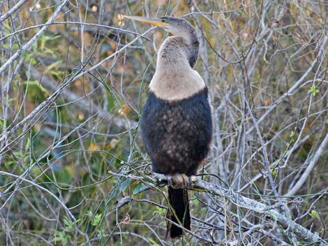 Anhinga (Anhinga anhinga)