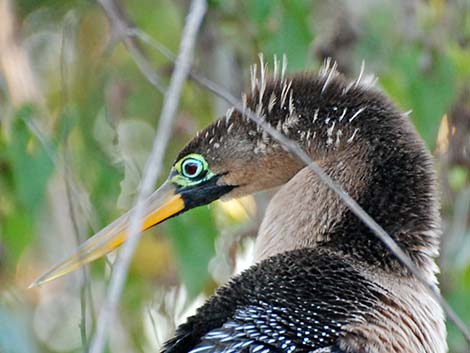 Anhinga (Anhinga anhinga)