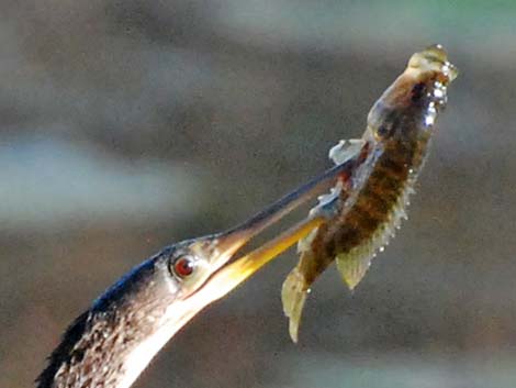 Anhinga (Anhinga anhinga)