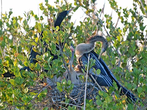 Anhinga (Anhinga anhinga)