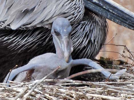 Atlantic Brown Pelican (Pelecanus occidentalis carolinensis)