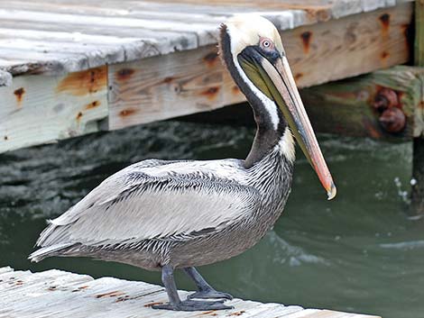 Atlantic Brown Pelican (Pelecanus occidentalis carolinensis)