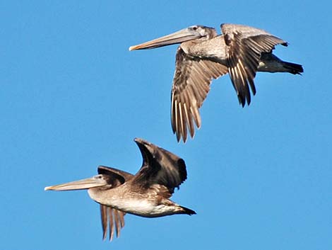 Brown Pelican (Pelecanus occidentalis)