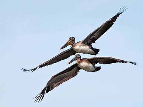 Brown Pelican (Pelecanus occidentalis)