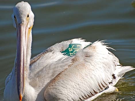 American White Pelican (Pelecanus erythrorhynchos)