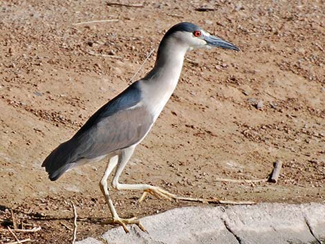 Black-crowned Night-Heron (Nycticorax nycticorax)