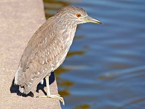 Black-crowned Night-Heron (Nycticorax nycticorax)