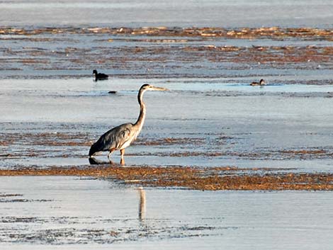 Great Blue Heron (Ardea herodias)