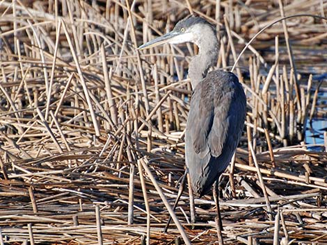 Great Blue Heron on the coast of western Washington.