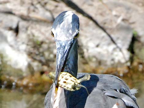 Great Blue Heron (Ardea herodias)