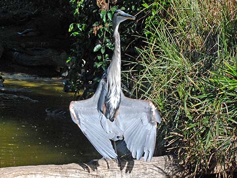 Great Blue Heron (Ardea herodias)