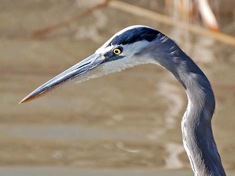 Great Blue Heron (Ardea herodias)