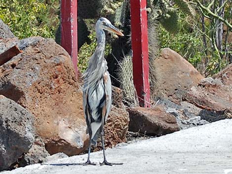 Great Blue Heron (Ardea herodias)