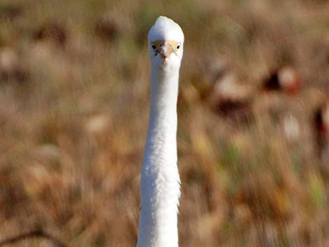 Great Egret (Ardea alba)