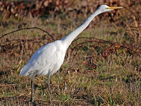 Great Egret (Ardea alba)