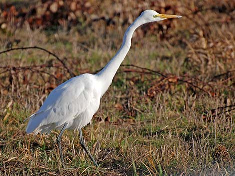 Great Egret (Ardea alba)