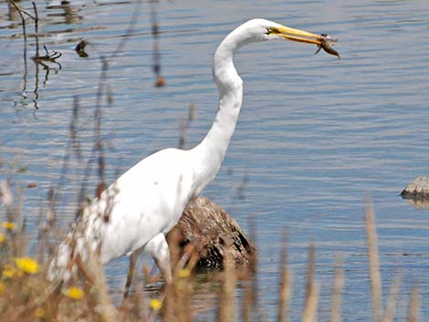 Great Egret (Ardea alba)