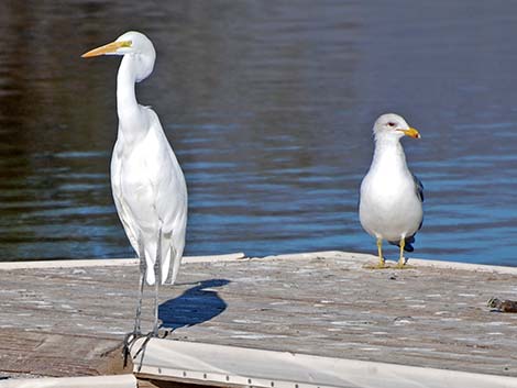 Great Egret (Ardea alba)