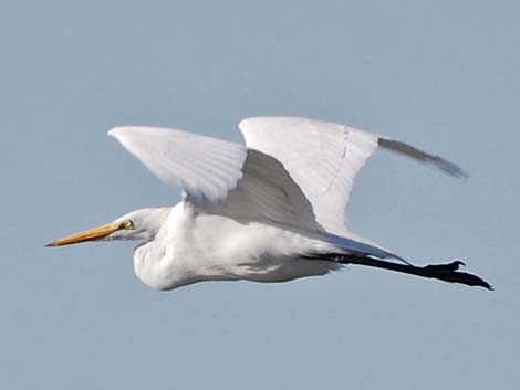 Great Egret (Ardea alba)