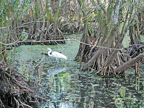 Great Egret (Ardea alba)