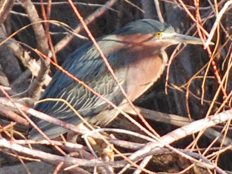 Green Heron (Butorides virescens)