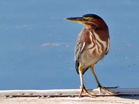 Green Heron (Butorides virescens)