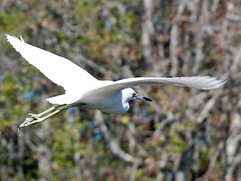 Little Blue Heron (Egretta caerulea)